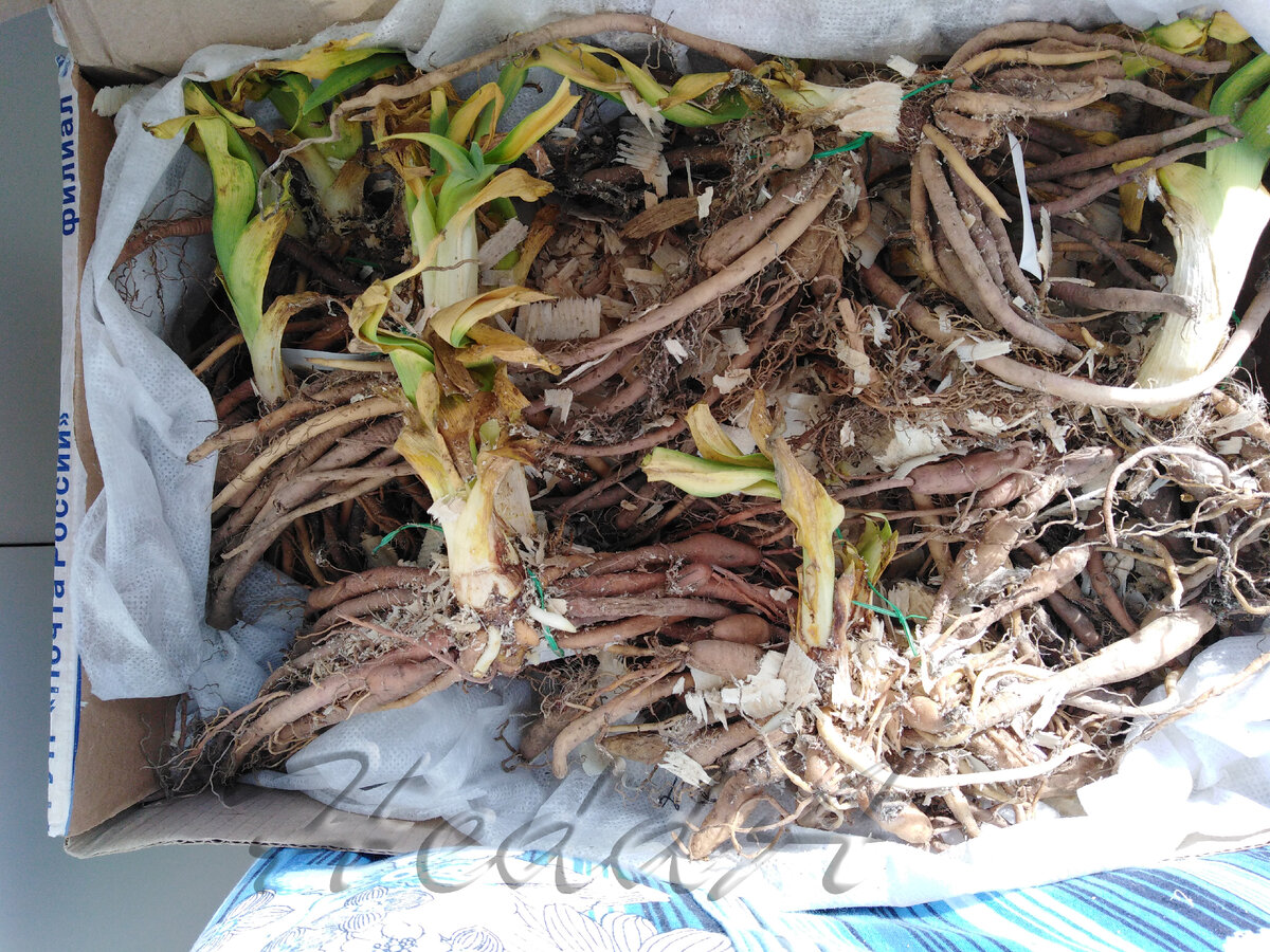 Моя долгожданная посылка