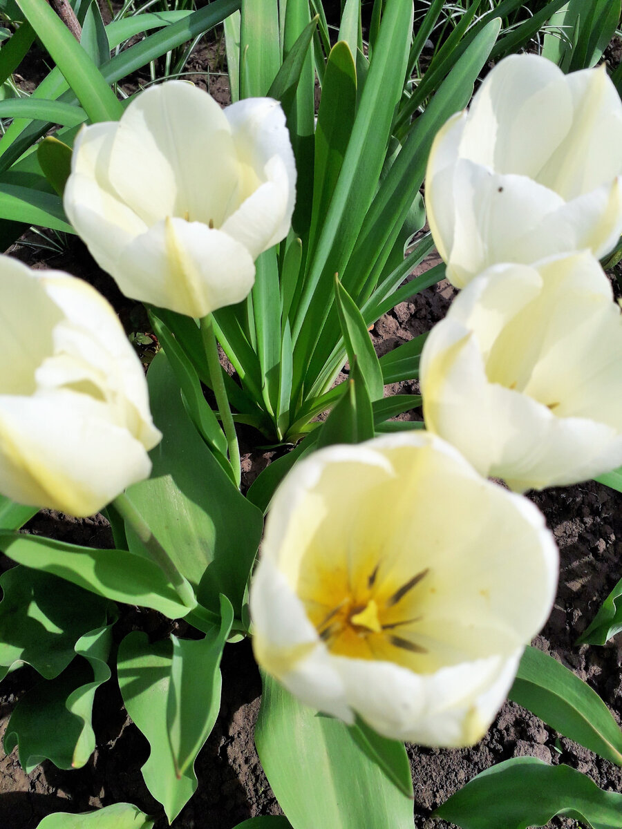 Сорт "Белая звезда"