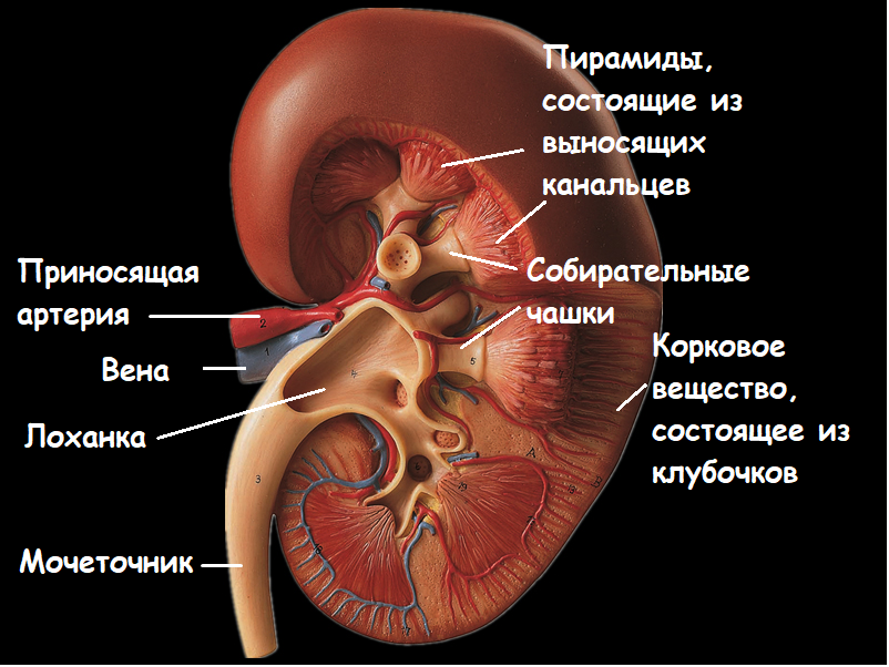 Образование почечного синуса