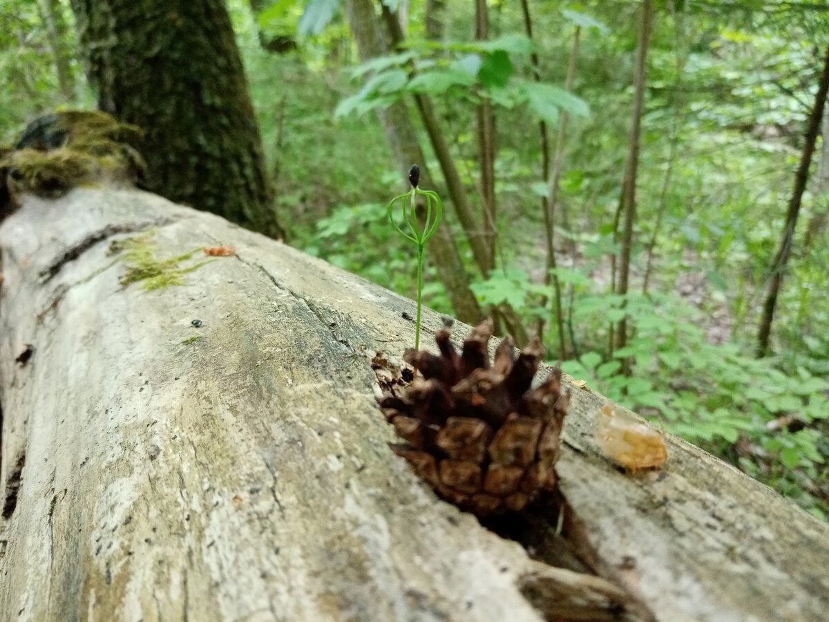 Фото Maxim Rarog.