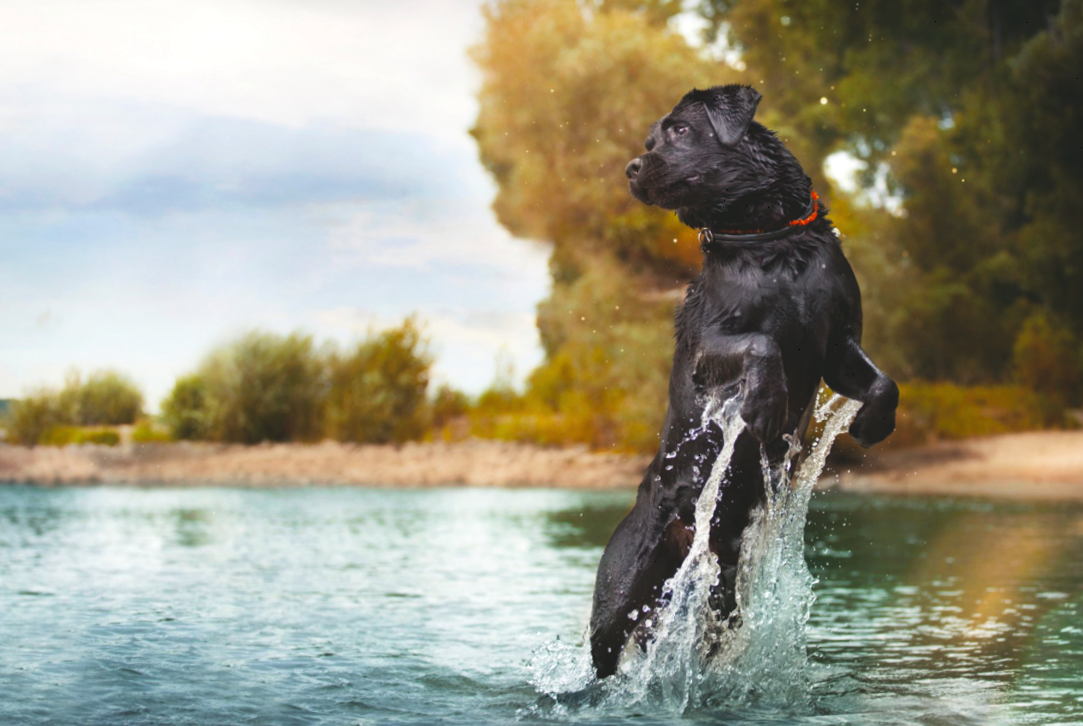 Не все собаки умеют плавать