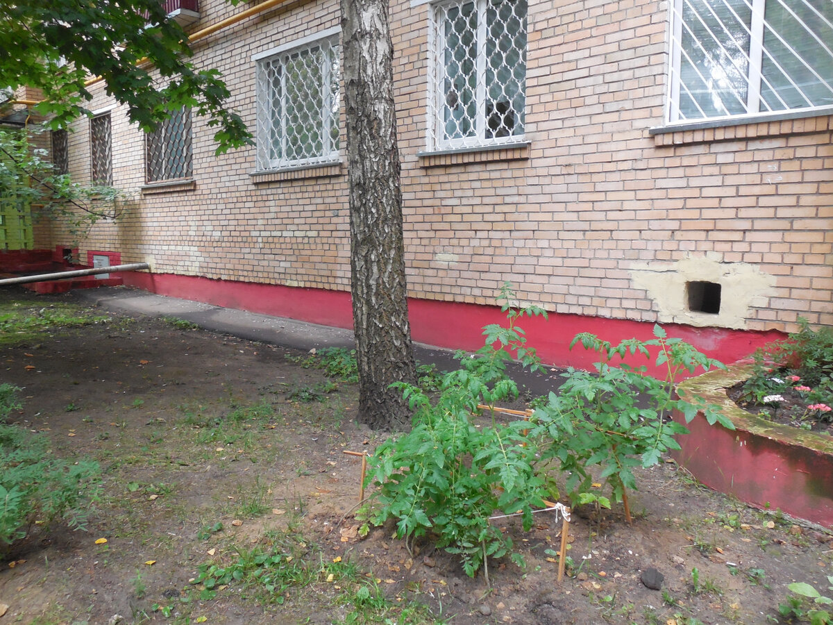 Обратите внимание на край цветника, в правой части кадра