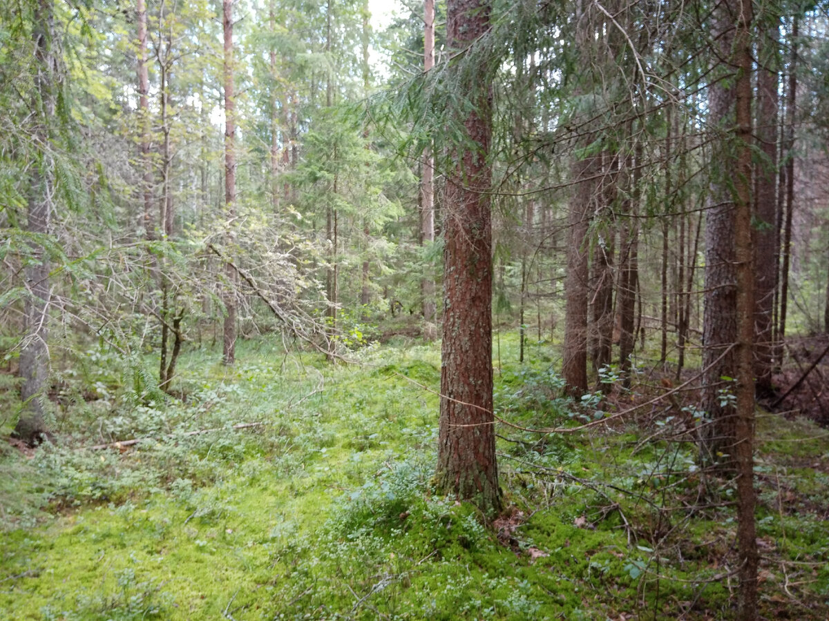 Замечательный солнечный день. Кругом всё зелено и свежо.