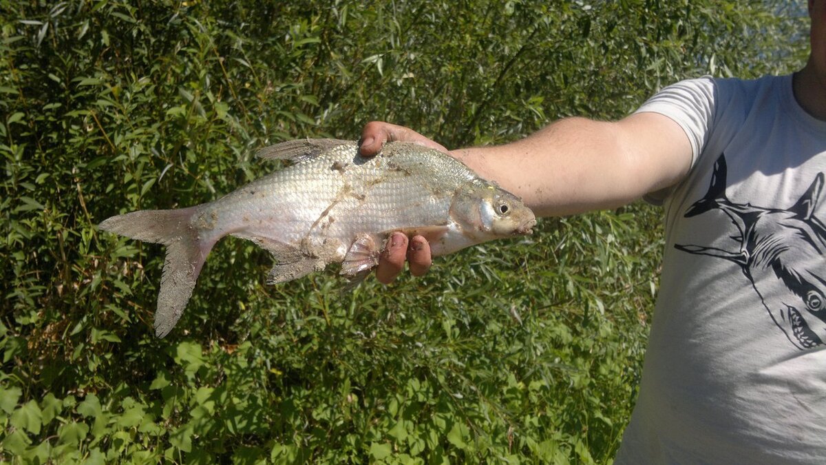 Наш сегодняшний герой собственной персоной