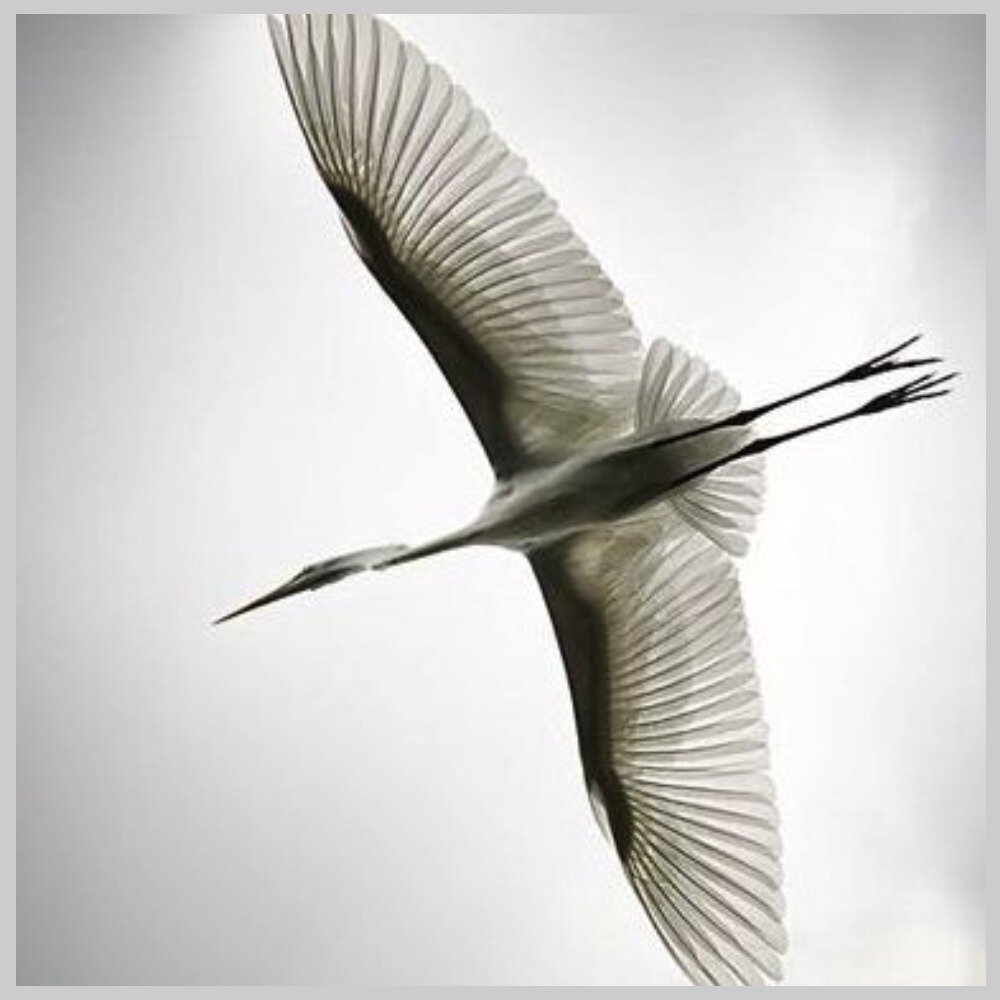 Один из журавлей вкрутом пике бросился вниз