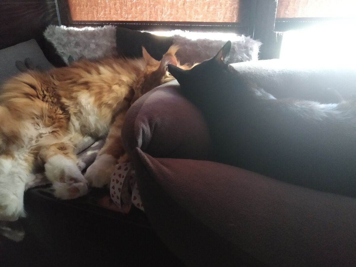 Мейн кун Стëпа и Кот Тихон. 