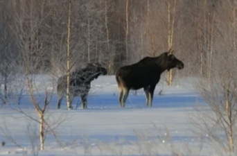 Фото из интернета.