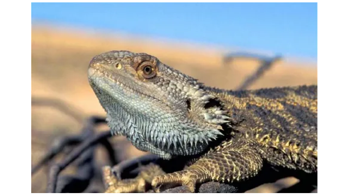 Бородатая агама 