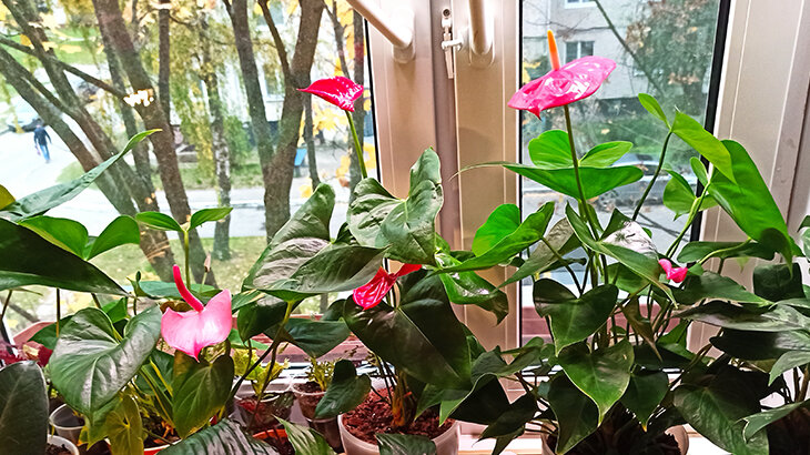 Антуриумы пока в безопасности, но надолго ли? Фото автора