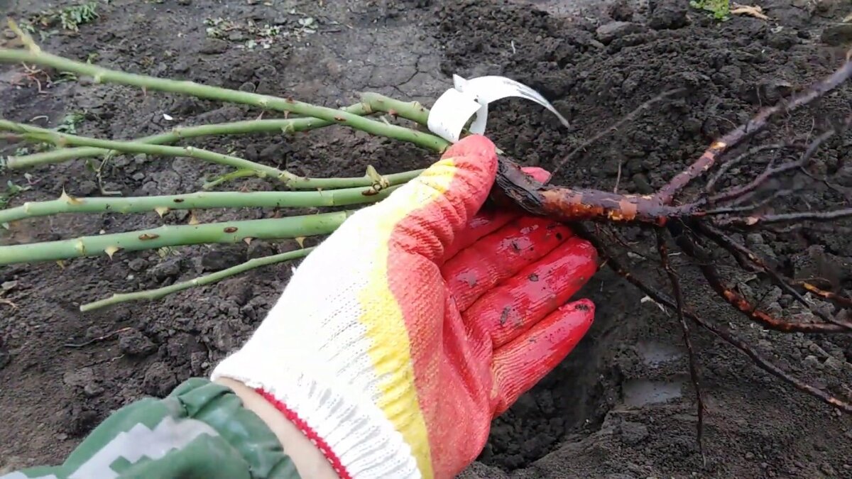 Саженец розы в парафине. Посадка роз. Посадка роз осенью в открытый грунт. Осенняя посадка роз. Посадка роз весной в открытый грунт.