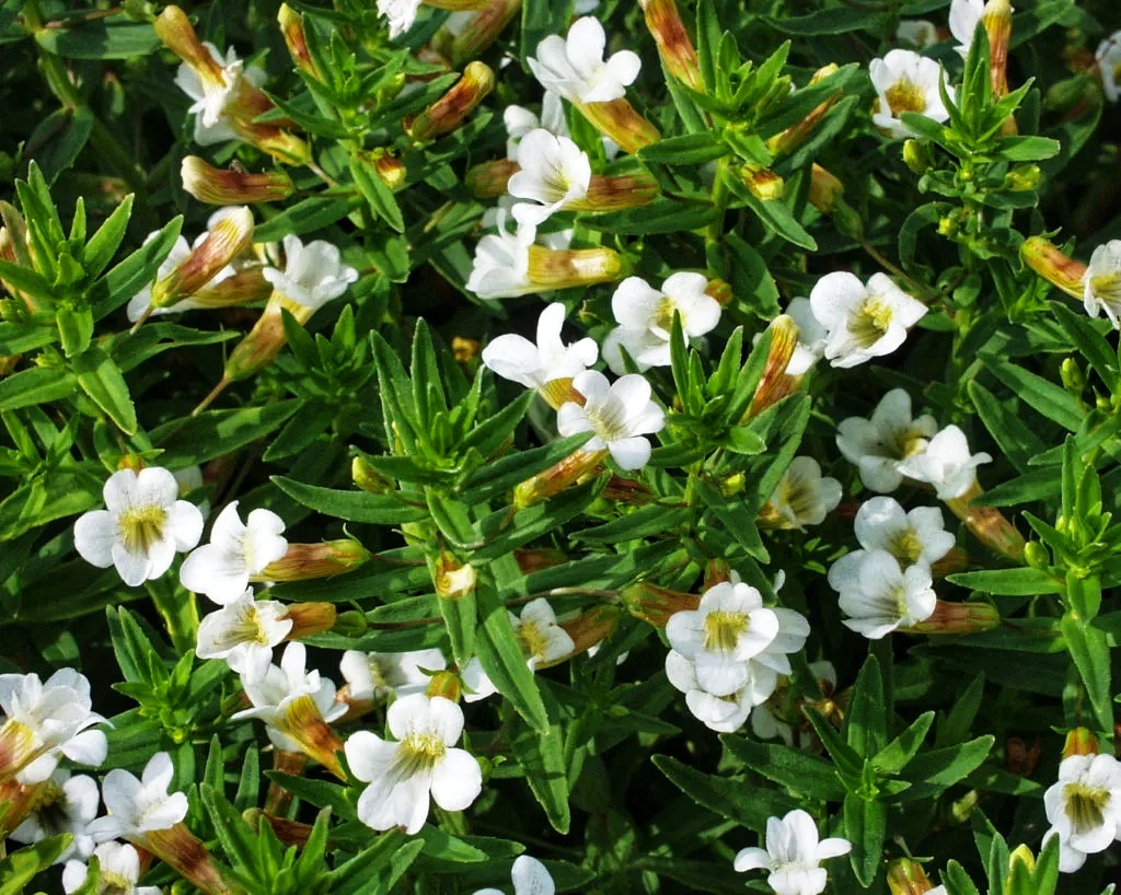 Авран лекарственный gratiola officinalis l.