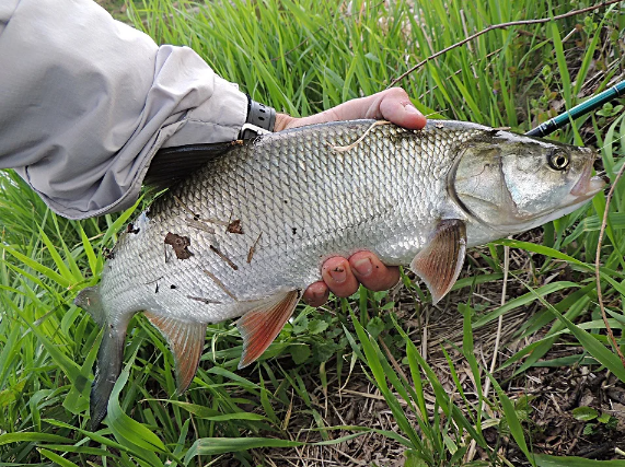 Добавьте описание