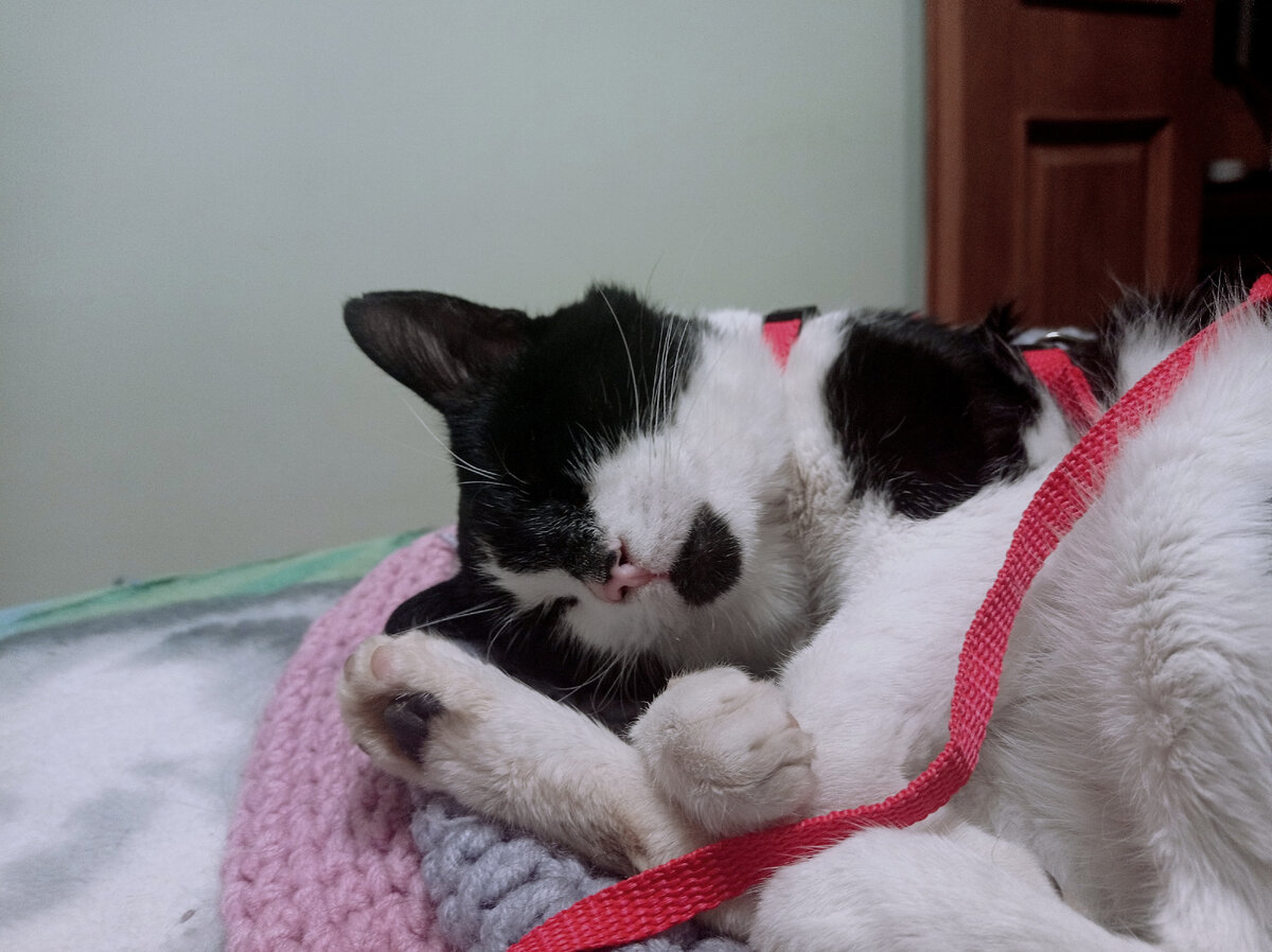 Персона грата