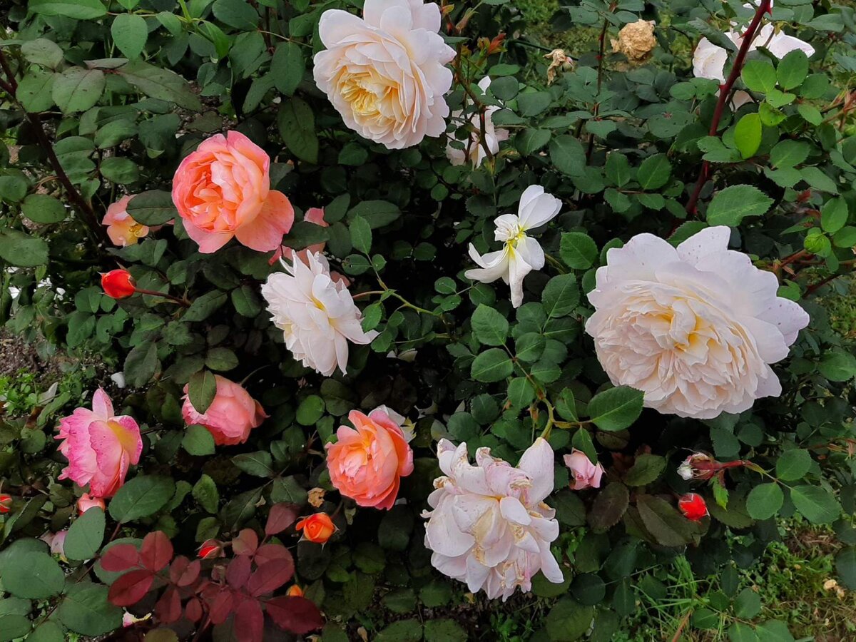 Это так: просто для "этикетки" статьи). "Остинки".