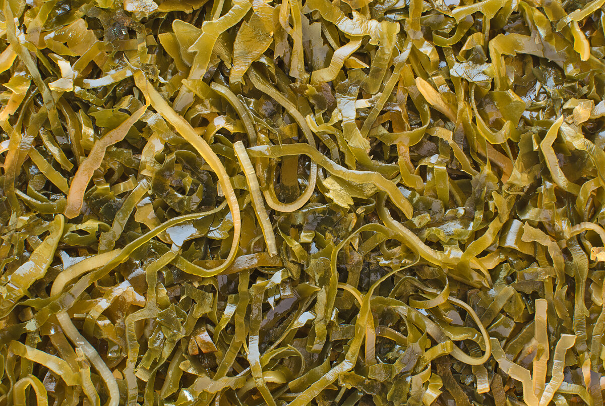Морская капуста.