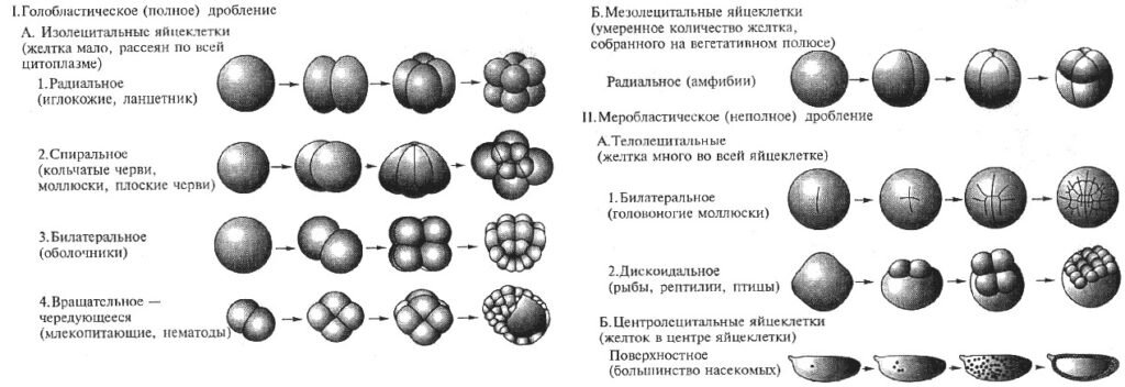 Полное равномерное синхронное дробление. Типы дробления зиготы в рисунках. Тип дробления у беспозвоночных. Радиальный Тип дробления зиготы. Типы дробления в зависимости от типа яйцеклетки.