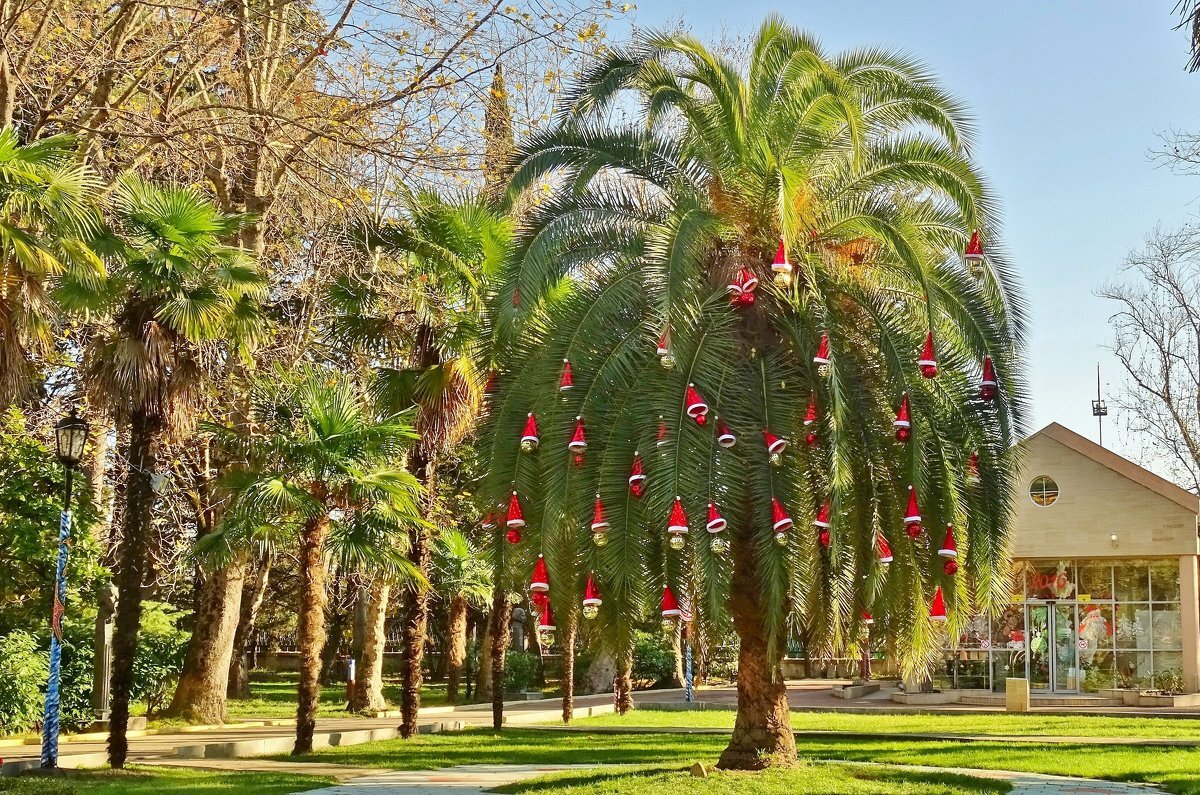 Субтропическая ёлка в Сочи. Фото автора