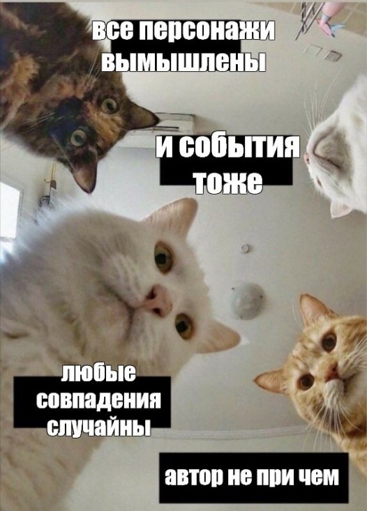 Коты из свободного доступа
