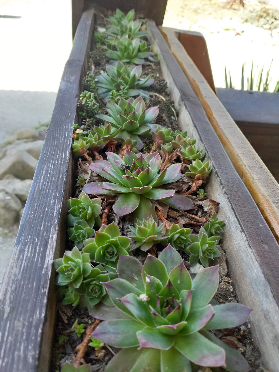 Местные жители общества облогараживают территорию