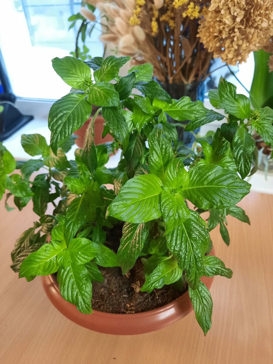 Пентас Graffiti og f1 Red Velvet