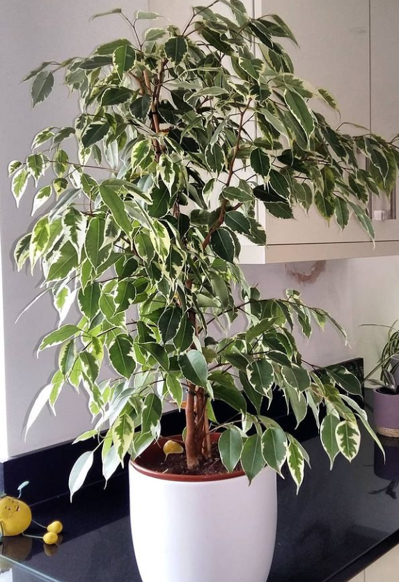 Фикус Бенджамина.
