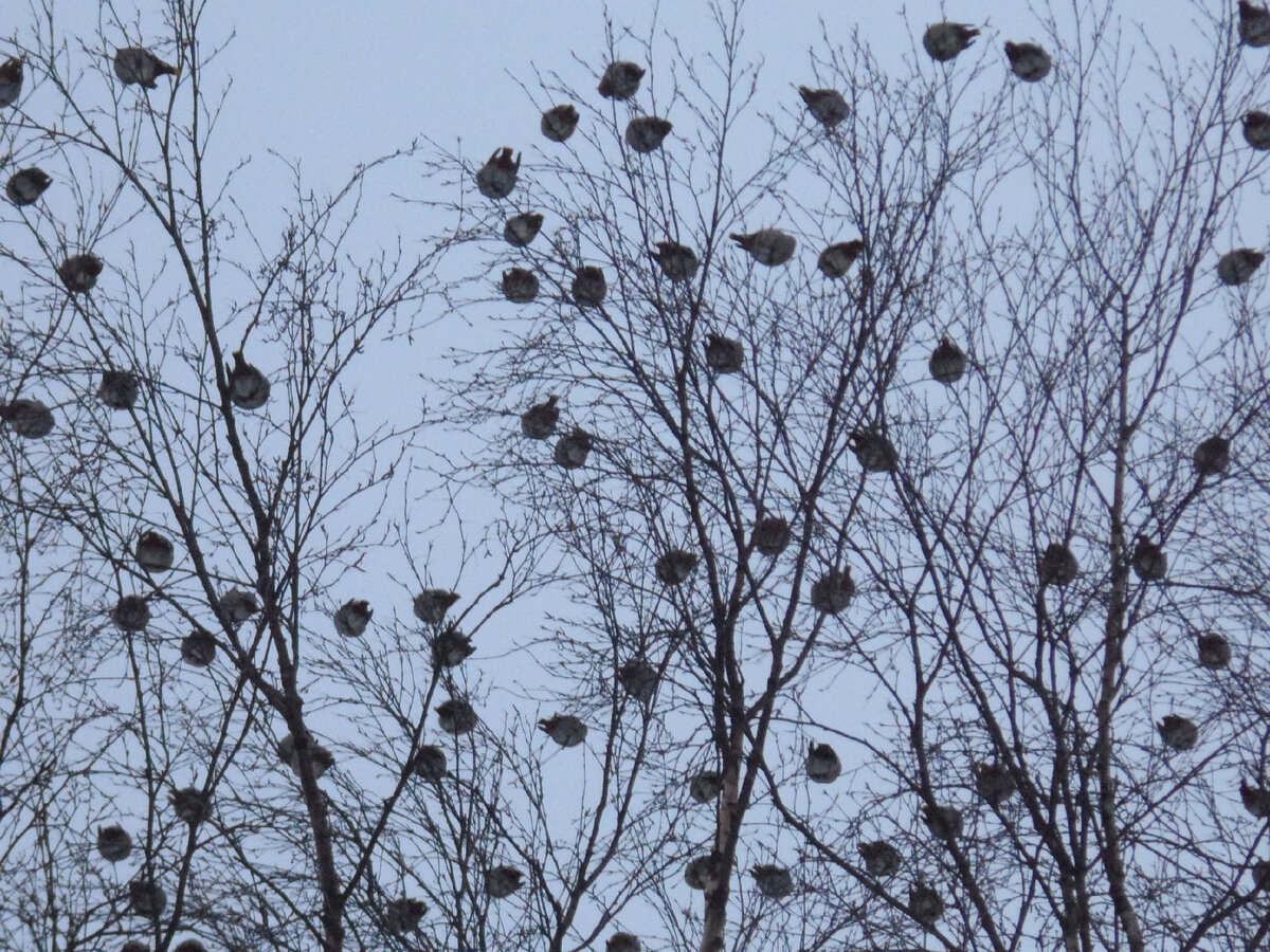 Стихи  не могут не родиться