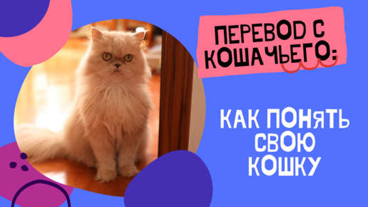 😺Перевод с кошачьего: как понять свою кошку | Kotovideo 🎬