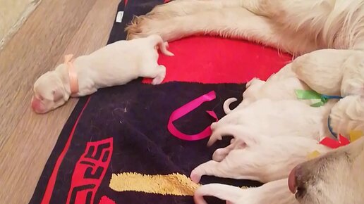 выброшенные новорожденные щенки. собака может родить от человека. у алешиной собаки родились 7 щенков. щенки лабрадора 12 дней. собака родила 17 щенков екатеринбург.