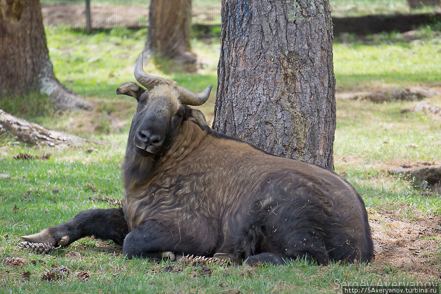Бутанский такин