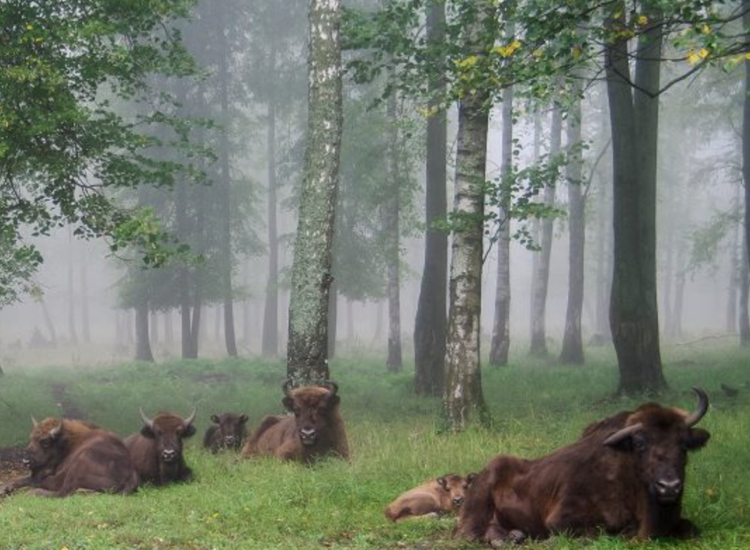 Фото с сайта заповедника