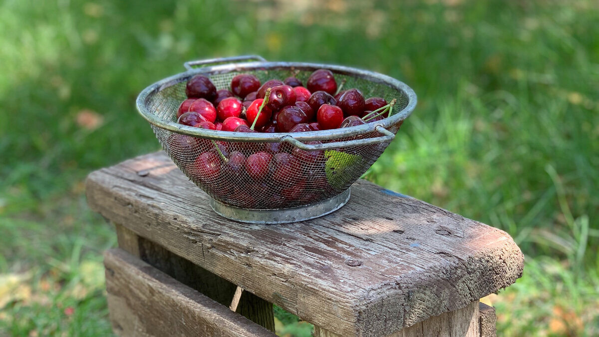 Июнь. Черешня. Наш сад. Фото автора канала