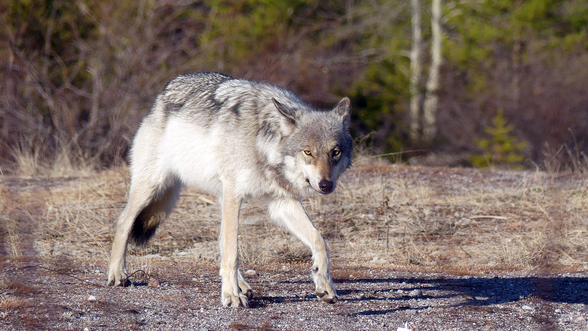 Волк в тайге. Волк лежит на поле. Волк на поляне. Логово волка. Стая волков.