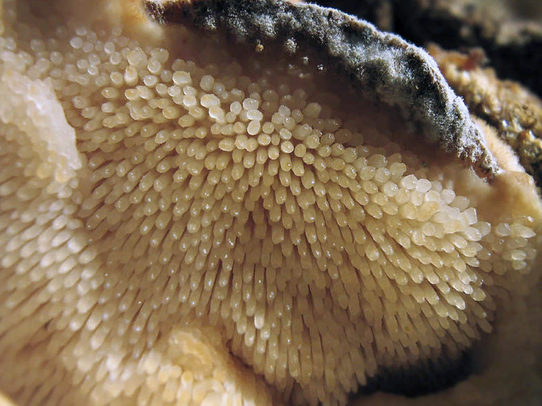 Фото Кром Игорь 2015-12-18 06:32:04
