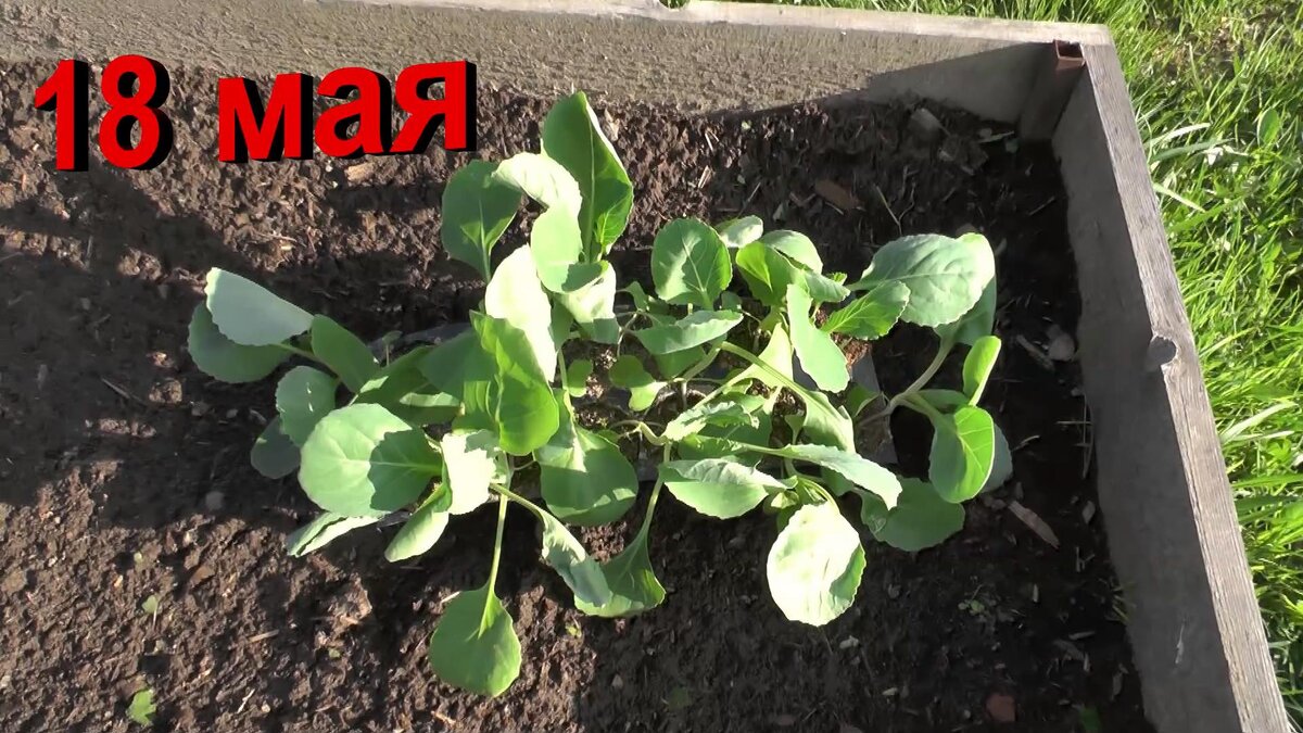 Рассада капусты