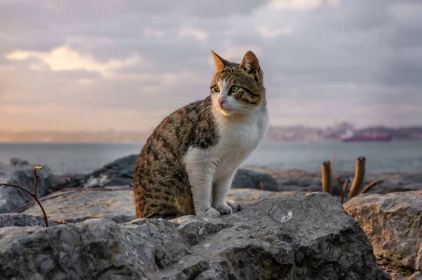 Симпатичный котик