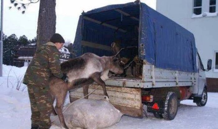 Газель прикол