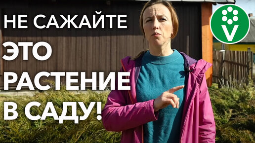 Download Video: Ни в коем случае не сажайте это растение - оно погубит ваш сад!