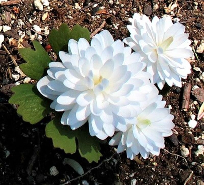 Сангвинария махровая фото. Сангвинария канадская Sanguinaria canadensis. Сангвинария Flora Plena. Сангвинария махровая. Сангвинария плена махровая.