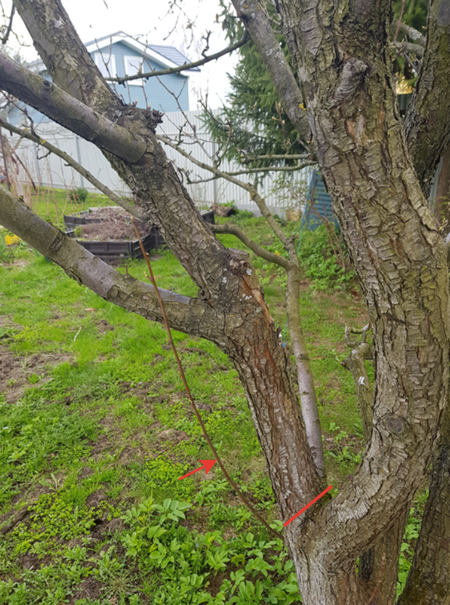 План обрезки и волчок для формирования ветки замещения.