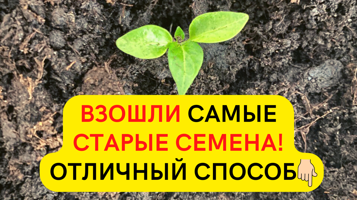 Добавил в семена перекись водорода! Взошли даже самые старые семена,  попробуйте сейчас! | Современная дача | Дзен