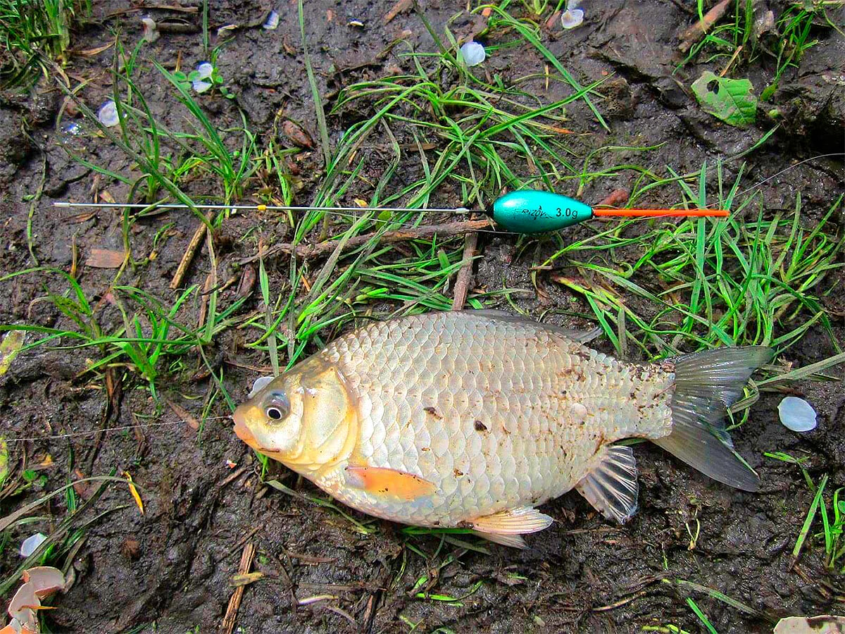 Карась на лёгкую поплавочную снасть
