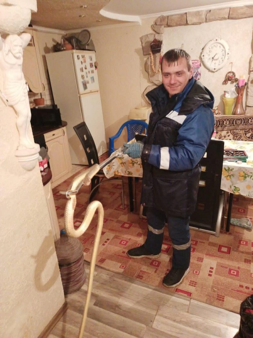 Новокубанские спасатели выловили змею, заползшую в дом.