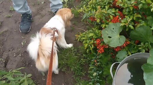 Домашнее видео. Внуки в гостях