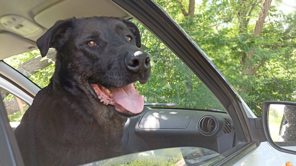 Что такое, когда собаке плохо в машине, я хорошо знаю. Рокки любит поездки, но дорогу переносит очень тяжело. Фото автора. 