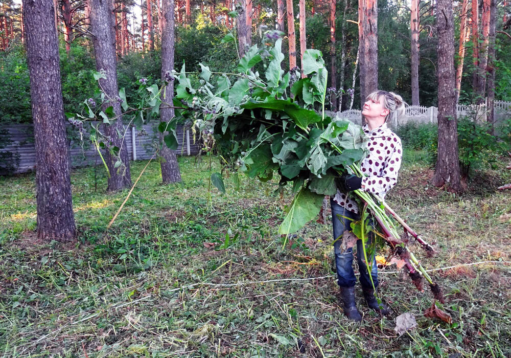 Знатный урожай уродился