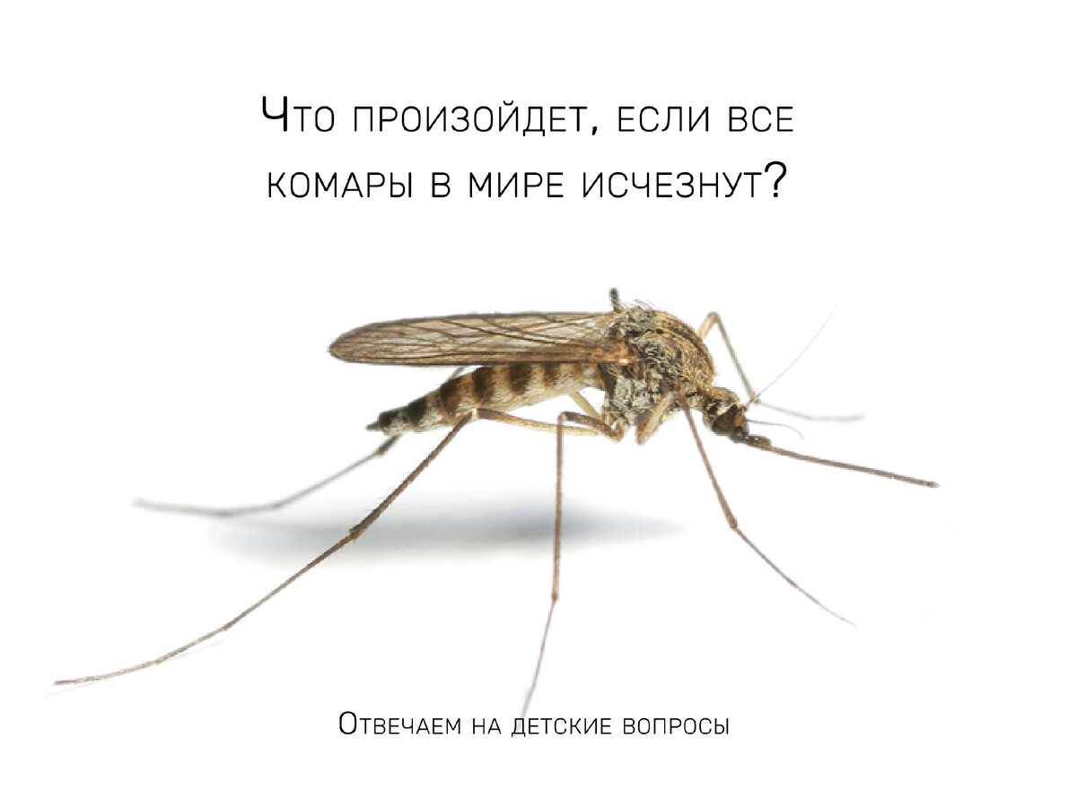 Что произойдет, если все комары в мире исчезнут? Отвечаем на детские  вопросы | Sciencely — Умный журнал. Естественные науки для детей. | Дзен