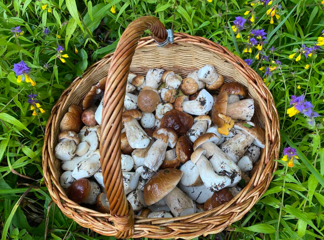 Фото Ольги, Наро-Фоминский район. 21.07.2022. Ровно 120 штук. Ноги почти все червивые. Шляпки на 80% чистые.