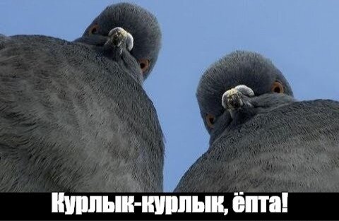 Из свободного доступа