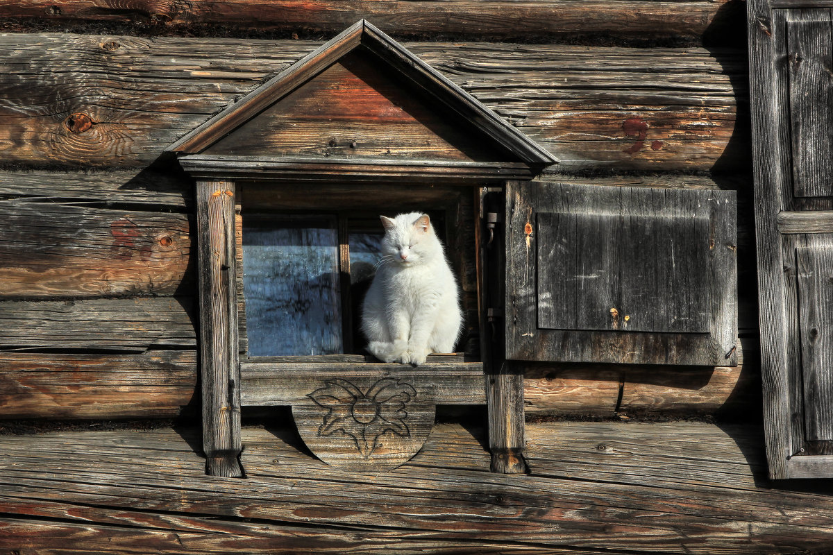 Летняя наша жизнь в старом доме. Окно в избе. Кошка в избе. Деревенское окно. Окно в деревенской избе.