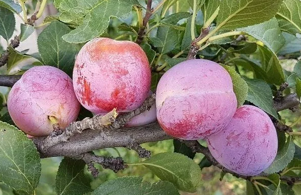 Фотография взята из источника tyumen.vsesorta.ru